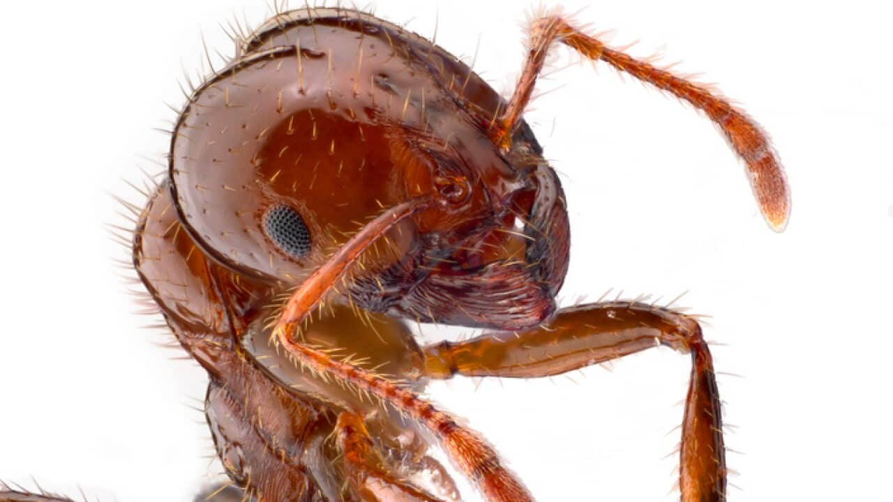 Portrait of a red imported fire ant, Solenopsis invicta.
