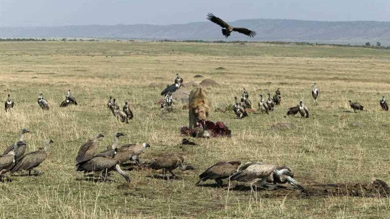 A file photo of the Maasai Mara reserve