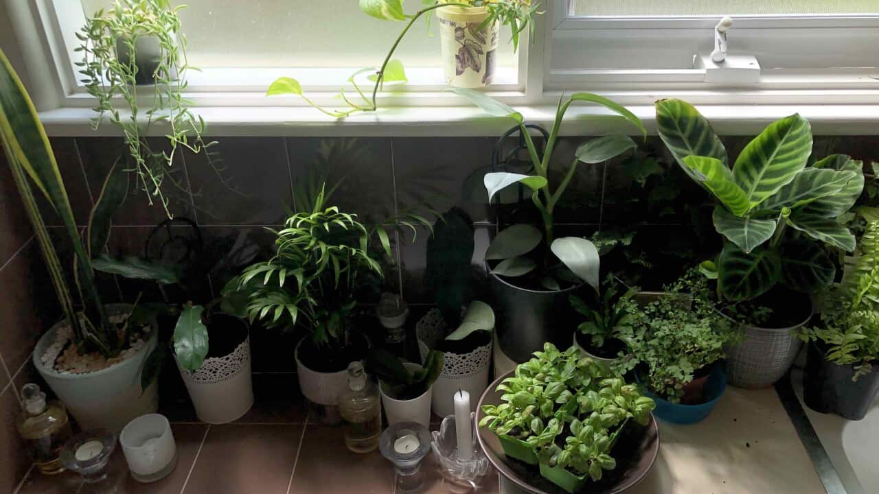 Growing plan in the bathroom.