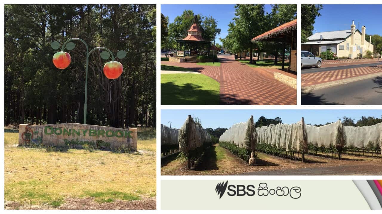 SBS Sinhala monthly radio journey that takes you on air to Donnybrook, a beautiful area of apple orchards and cherry orchards in Western Australia...