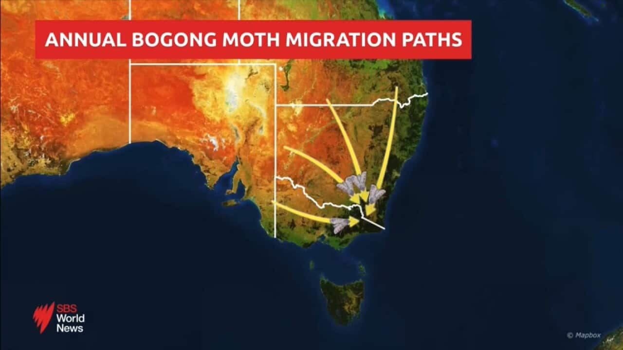 bogong.jpg