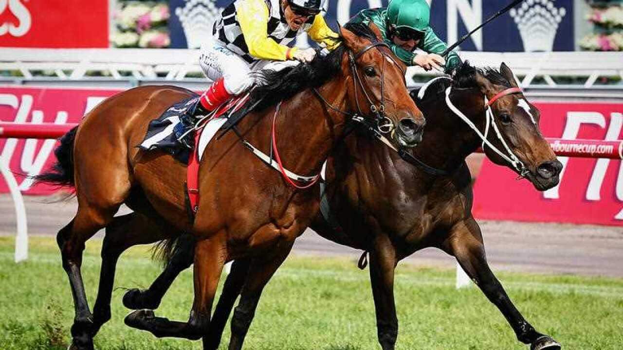 Sertorius, pictured right, will be the only Australian-bred horse in this year's Melbourne Cup.