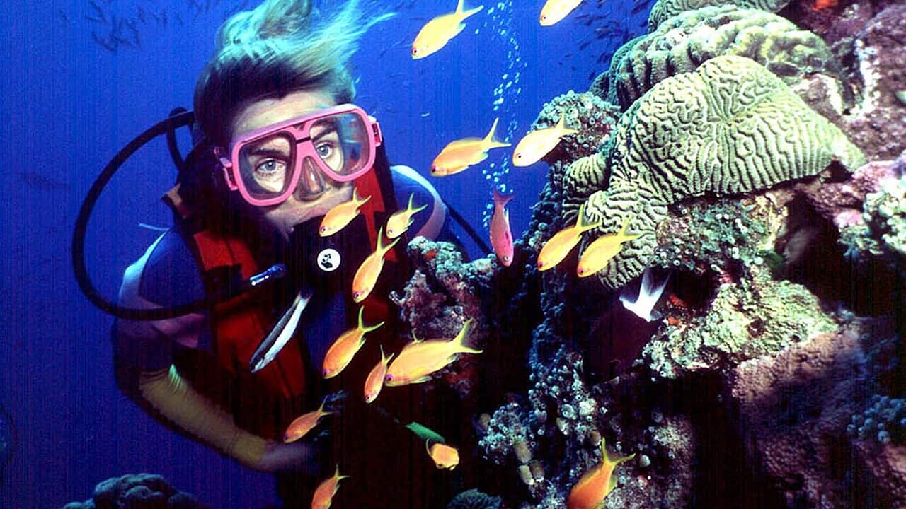 reef