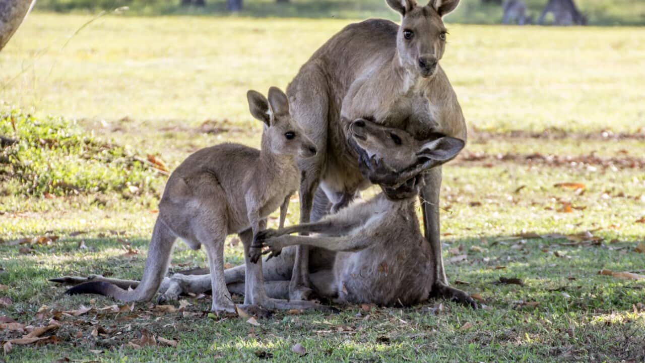 kangaroo mourning