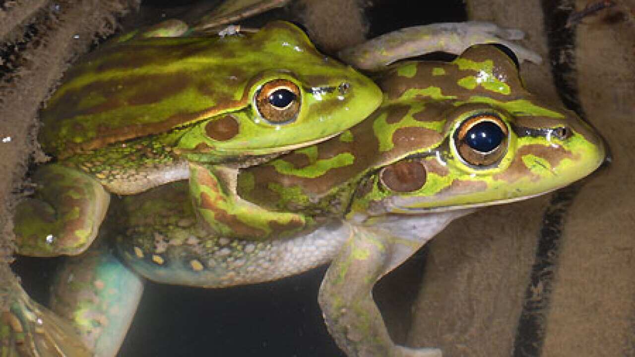 yellow_spotted_bell_frog_100304_aap_B_1450332459