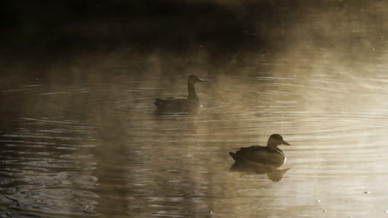 Ducks