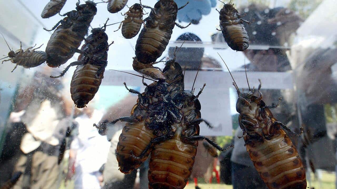 People look at giant African cockroaches