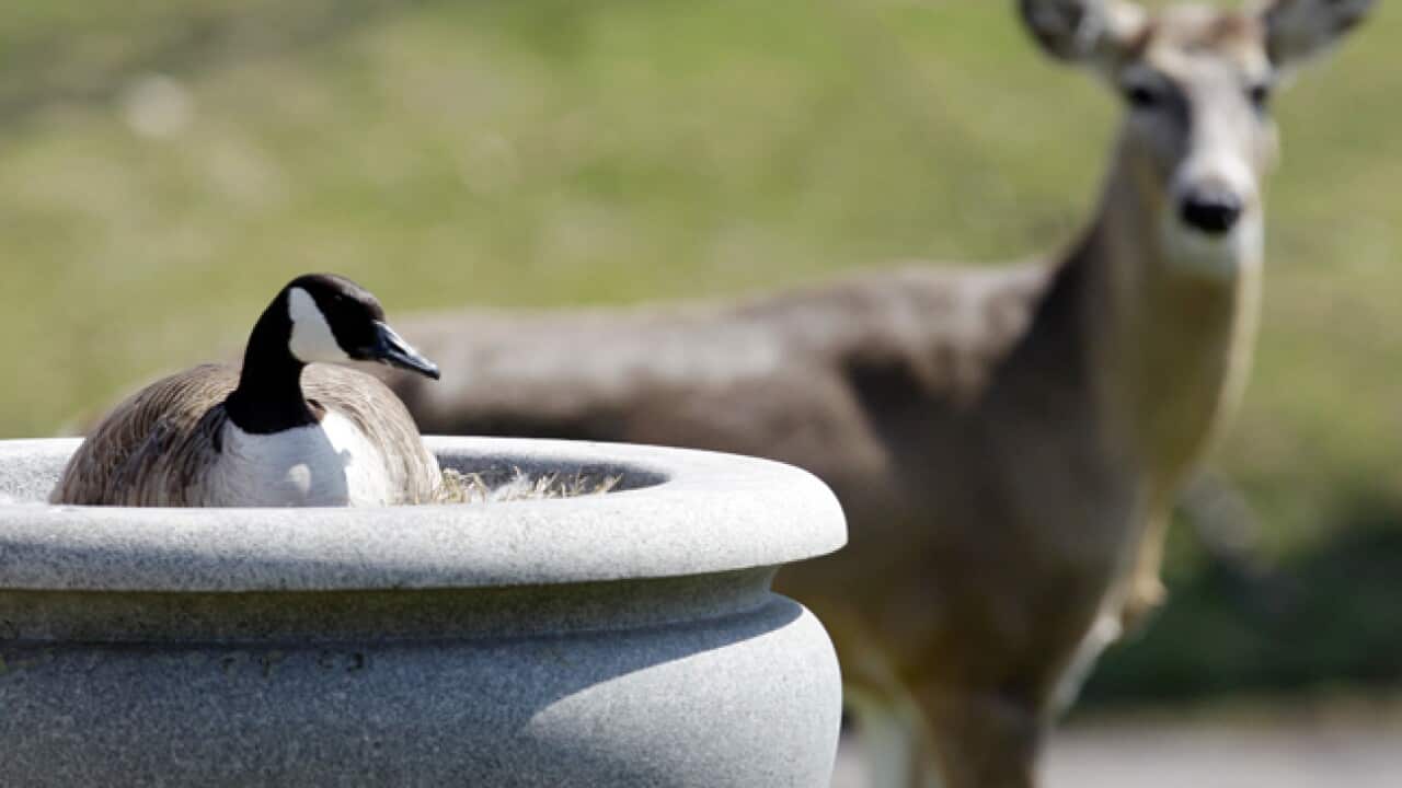 deer_goose_Buffalo_110411_B_AAP_1957260106