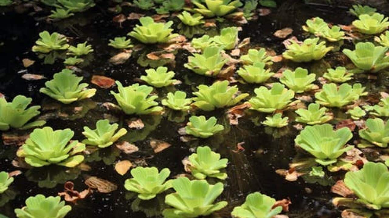 Phytoremediation uses plants to clean up toxic pollutants. Jovana Pantovic/Shutterstock