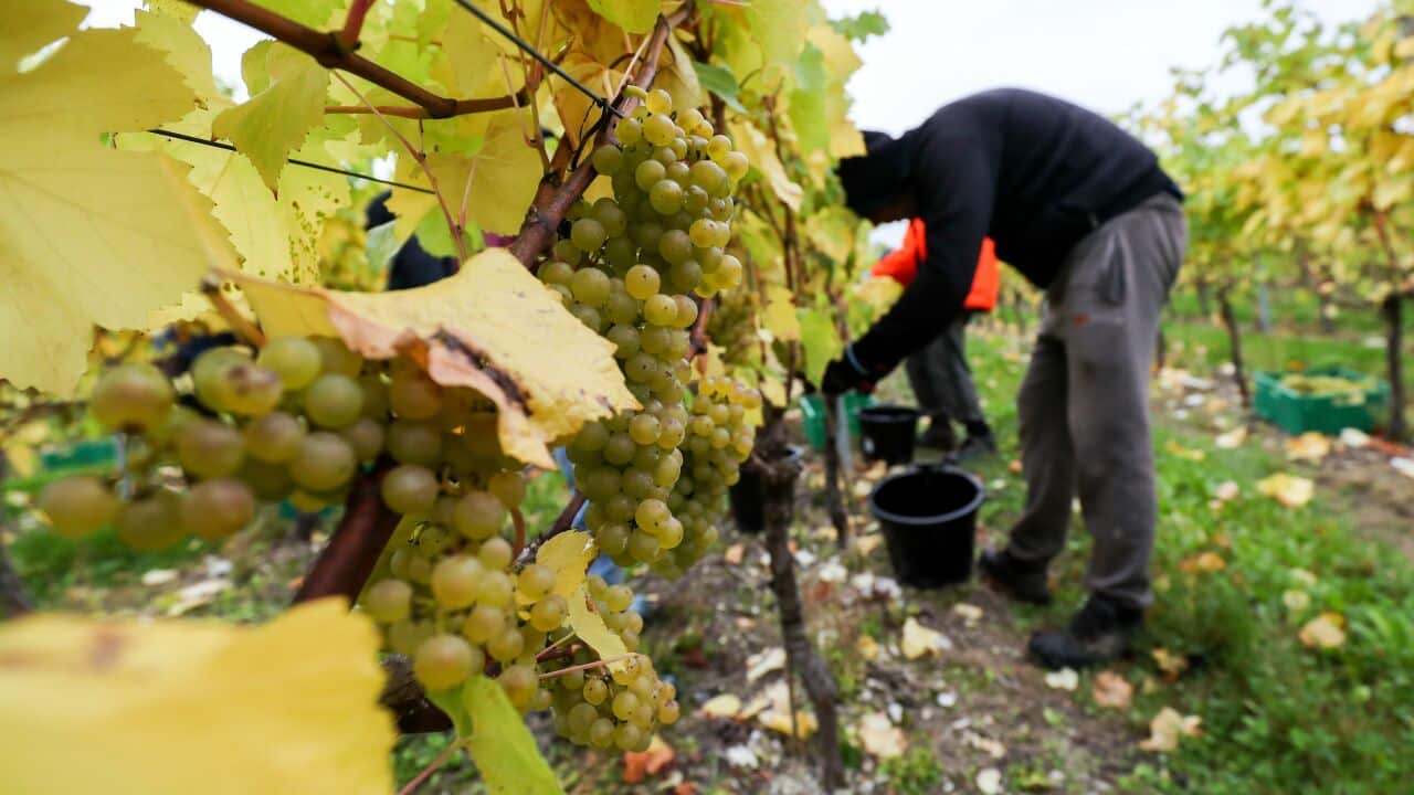 A foreign worker picks fruit.