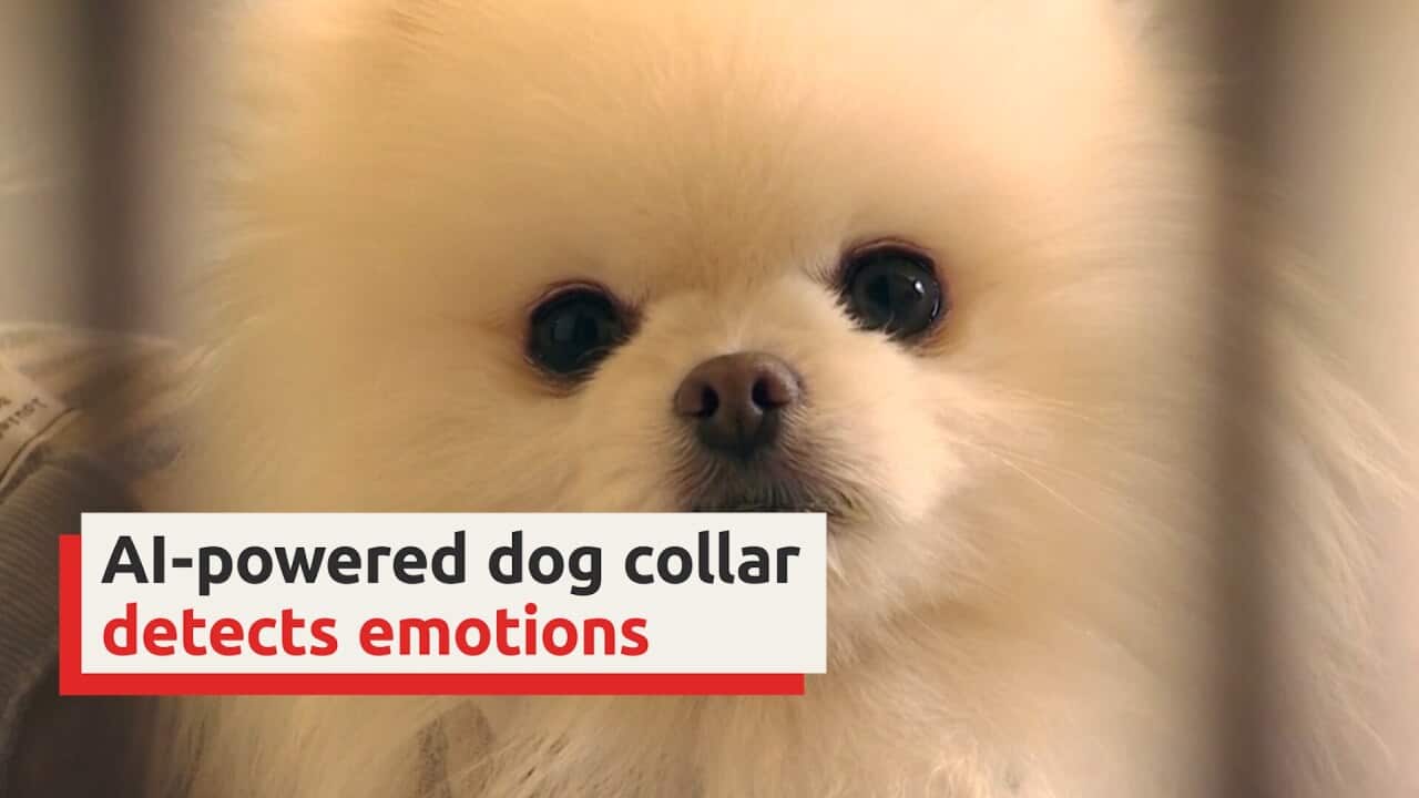 Decoding a dog's emotions