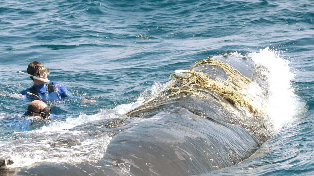 AUSTRALIA WHALE RESCUE