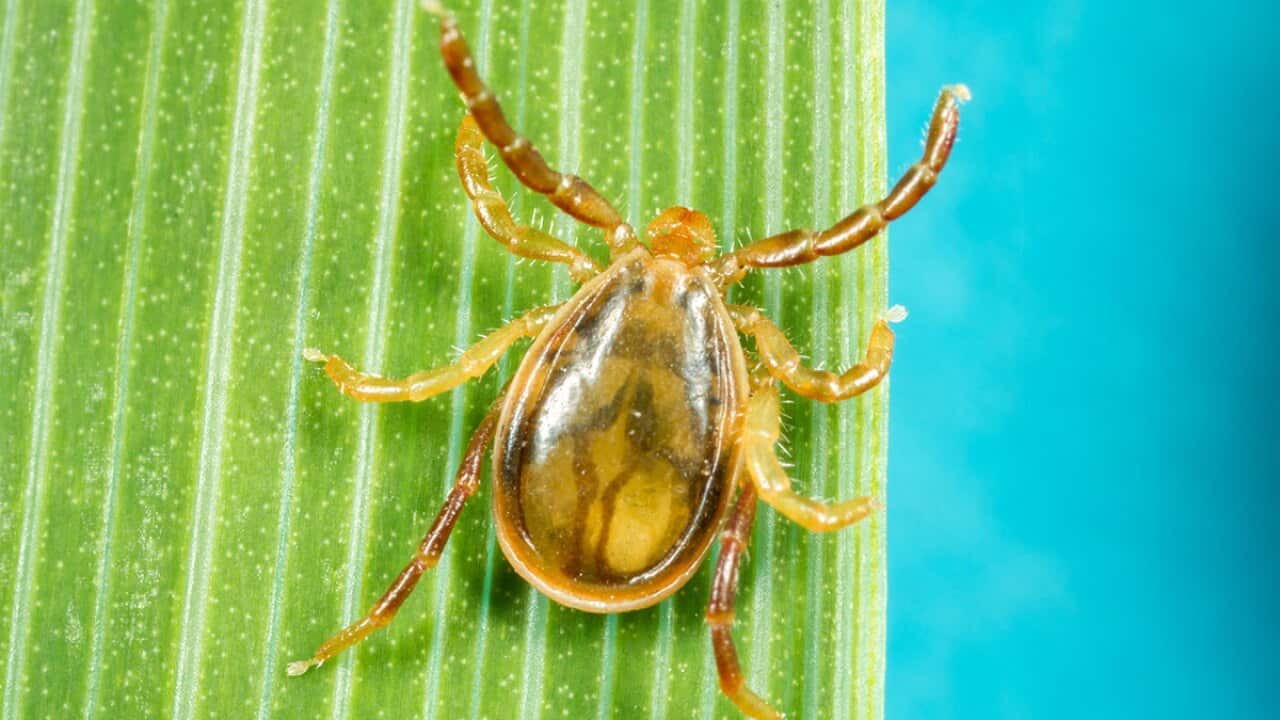 Male Ixodes holocyclus tick