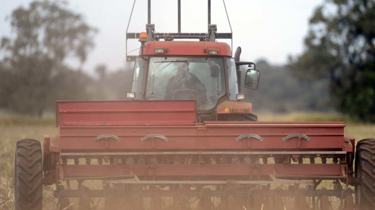 A dairy farmer sows barley