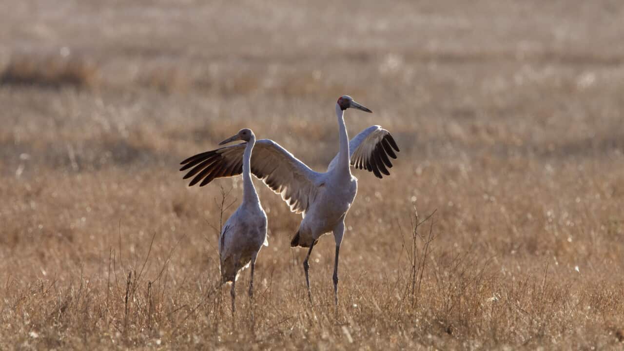 Brolga - with wings spread open - official bird
