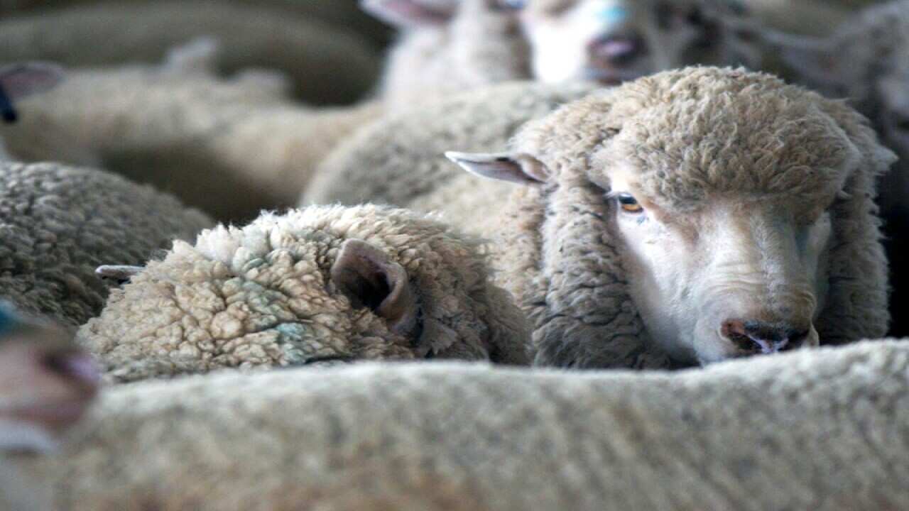 The sheep deaths have been called 'unacceptable'.