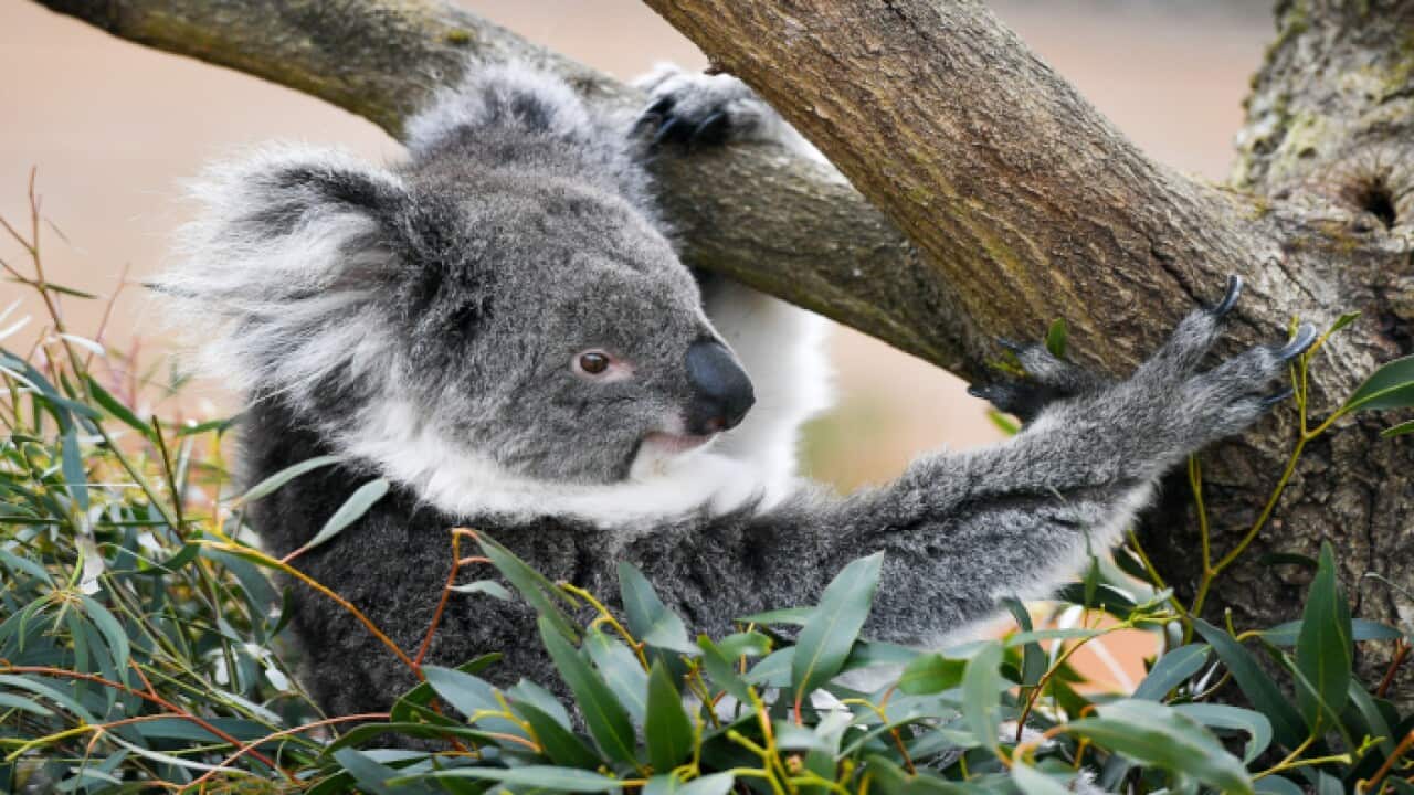koala