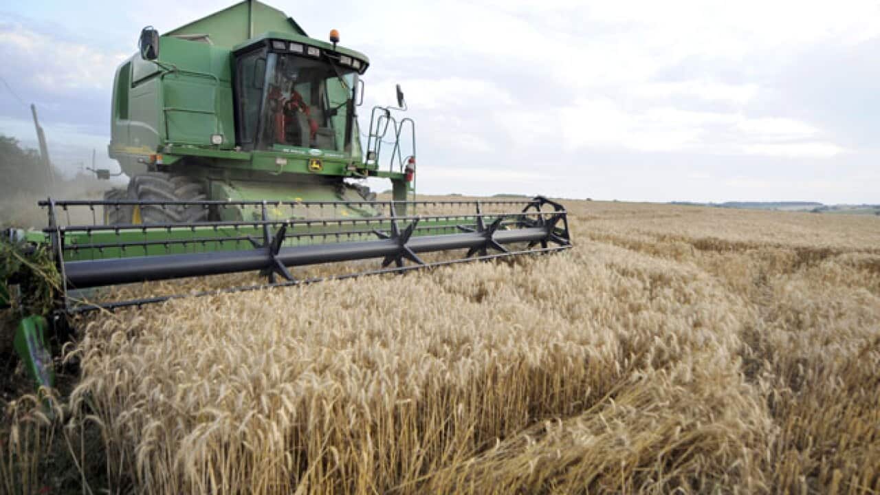 wheat_crops_120312_getty_B_1739759593