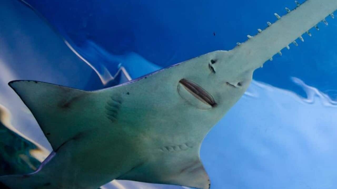 sawfish