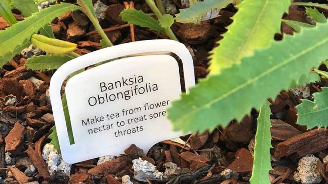 "Waraburra Nura" native plant garden opens at University of Technology Sydney