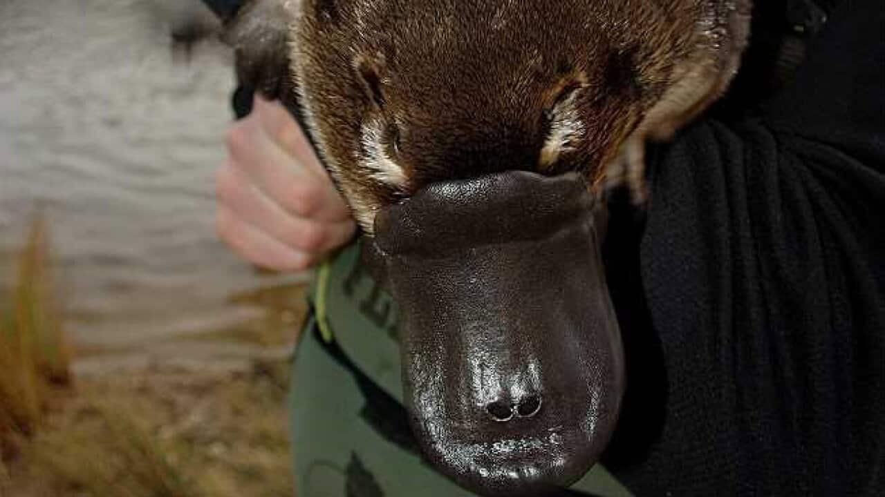 Platypus being cared for in Victoria