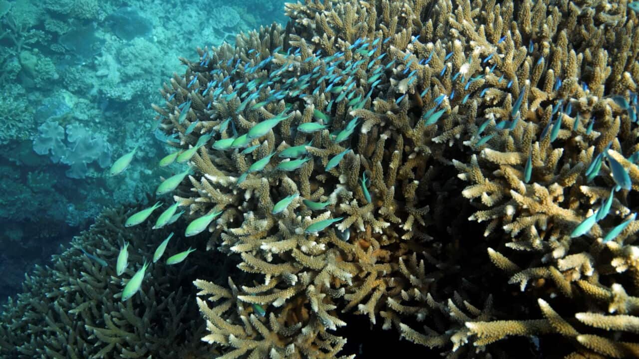 A school of blue-green chromid fish swim above corals on Moore Reef in Gunggandji Sea Country off coast of Queensland in eastern Australia in 2022 (AP Photo-Sam McNeil).jpg