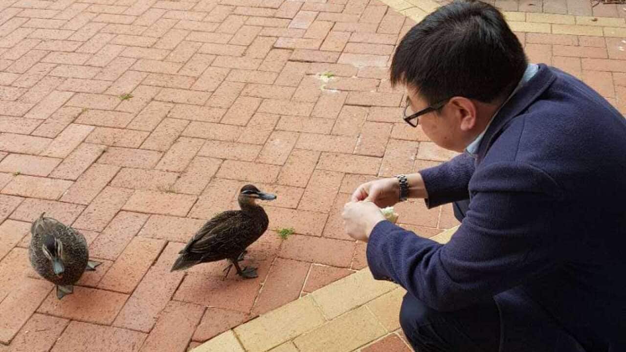 Doctor Shan stopped by ducks before going to work