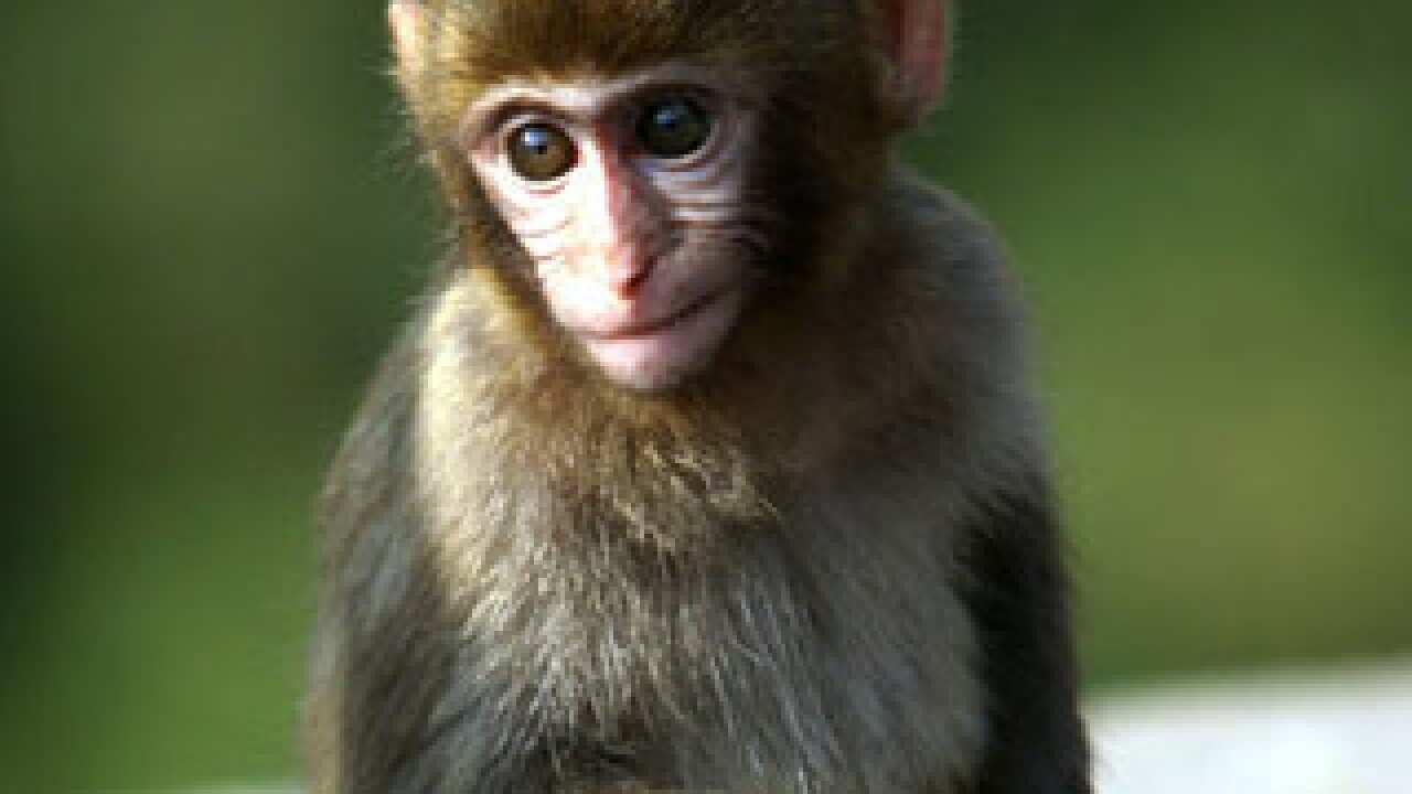 monkey