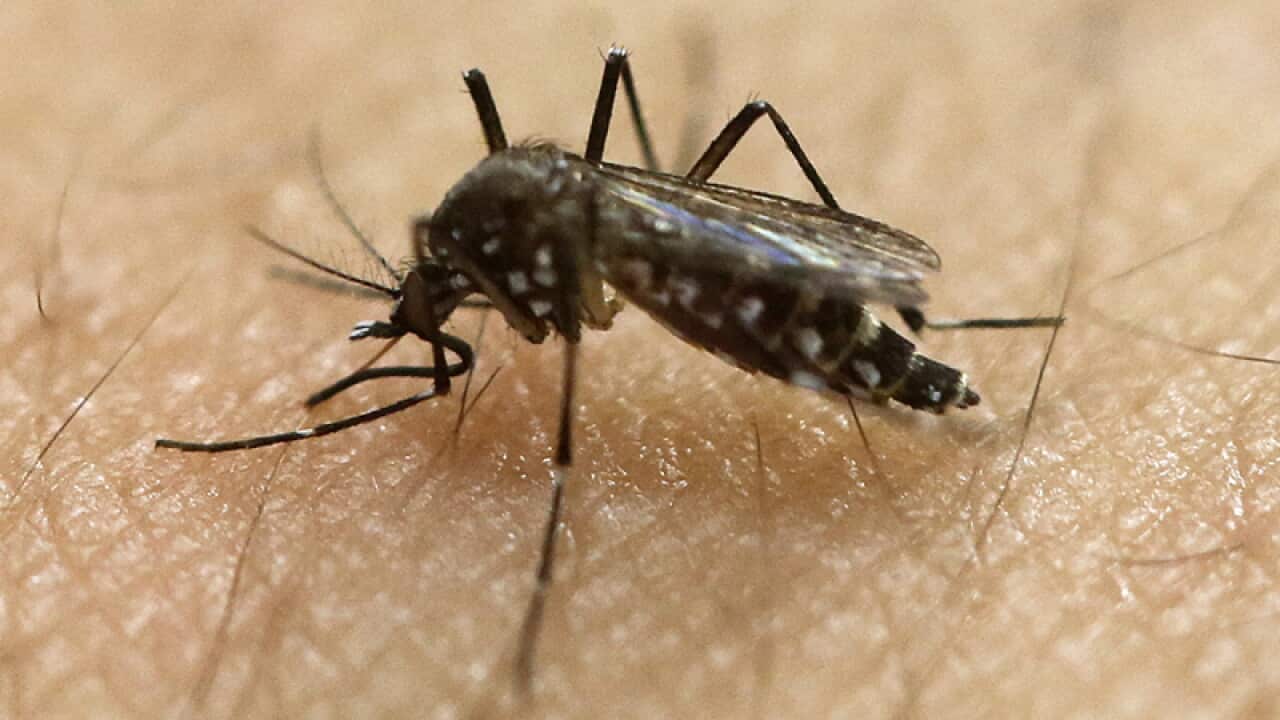 An Aedes aegypti mosquito, known to be a carrier of the Zika virus