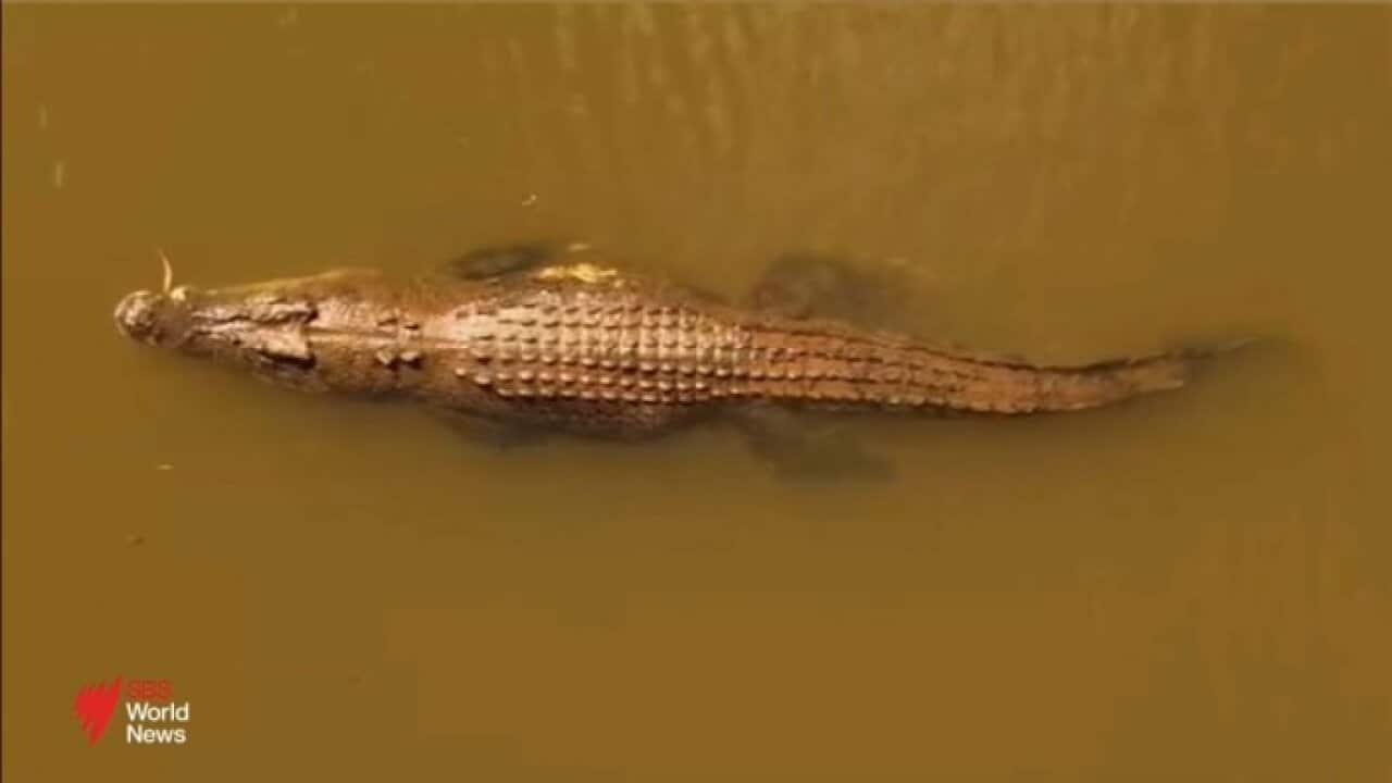 Traditional owners call for iconic saltwater crocodile Old Faithful to be returned