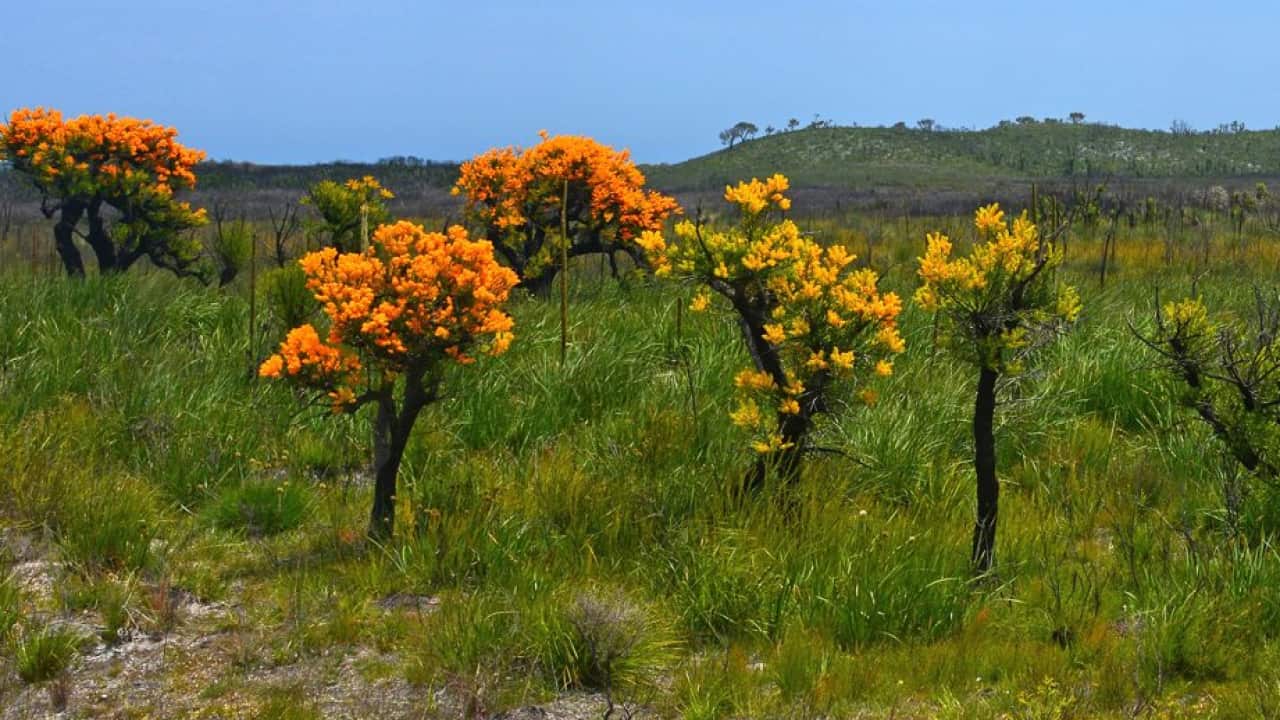 Wild Flower Season in WA