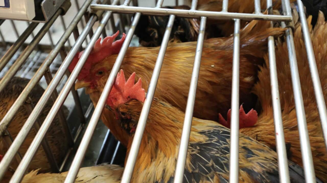 Live chickens for sale in a market in China