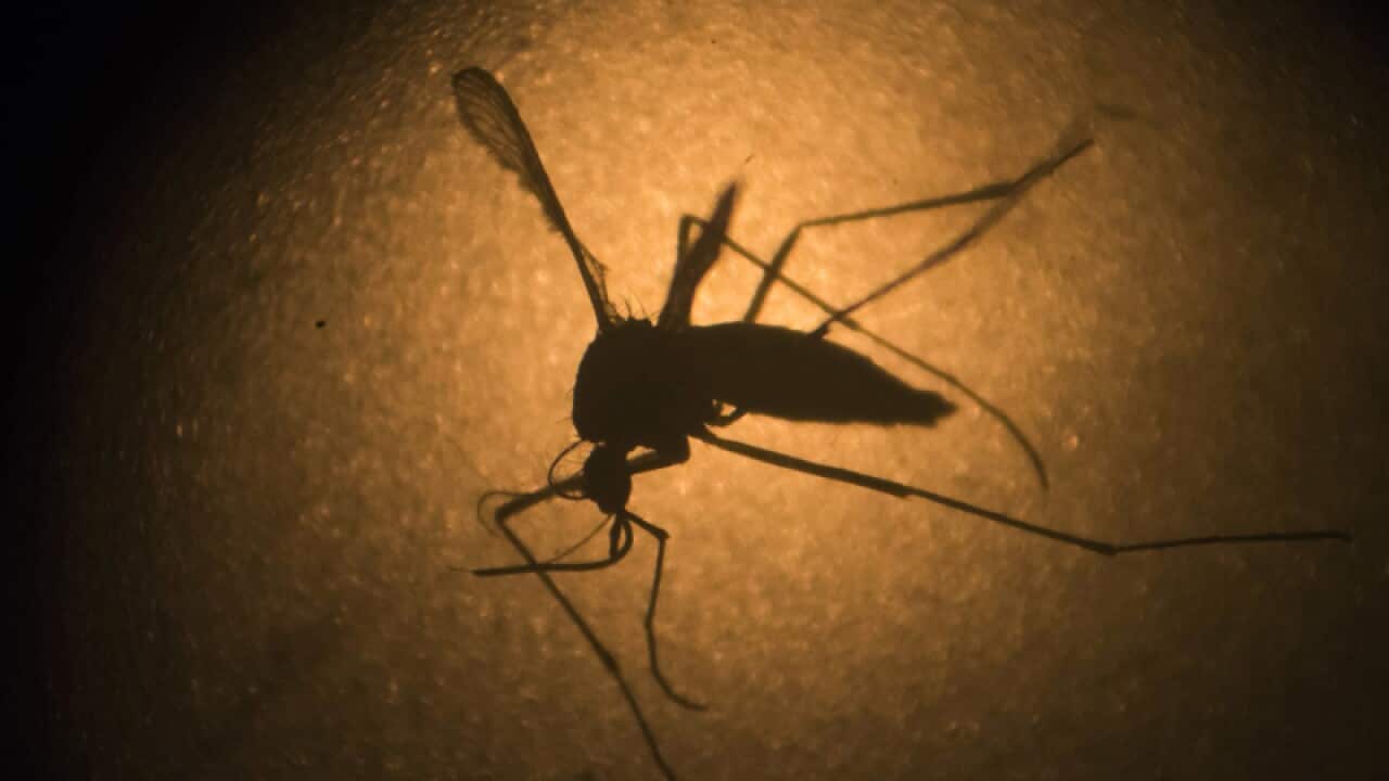 An Aedes aegypti mosquito