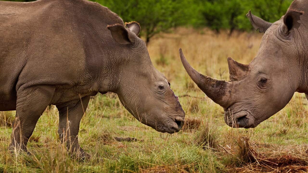 250814_rhinopoachers_aap.jpg