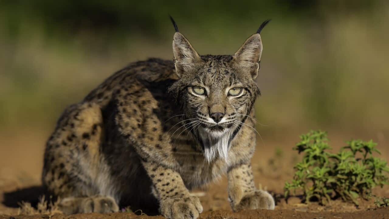 The amazing Iberian lynx, the big cat of Spain.