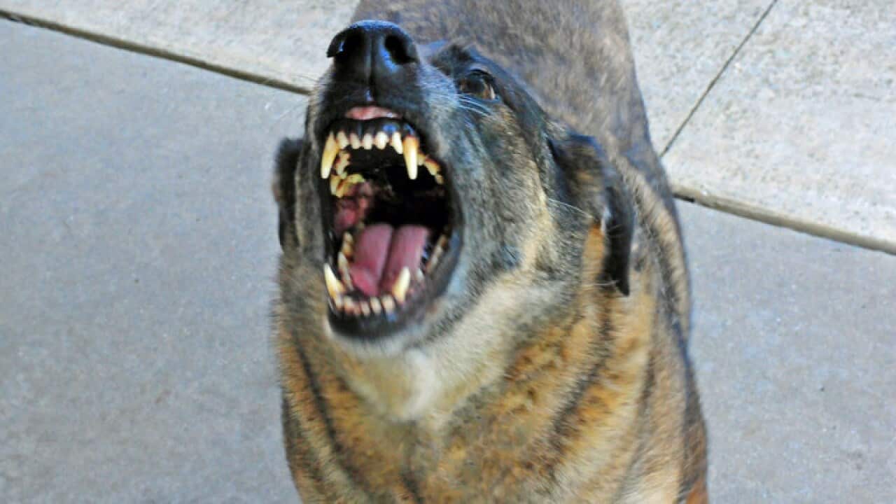 Stray dog