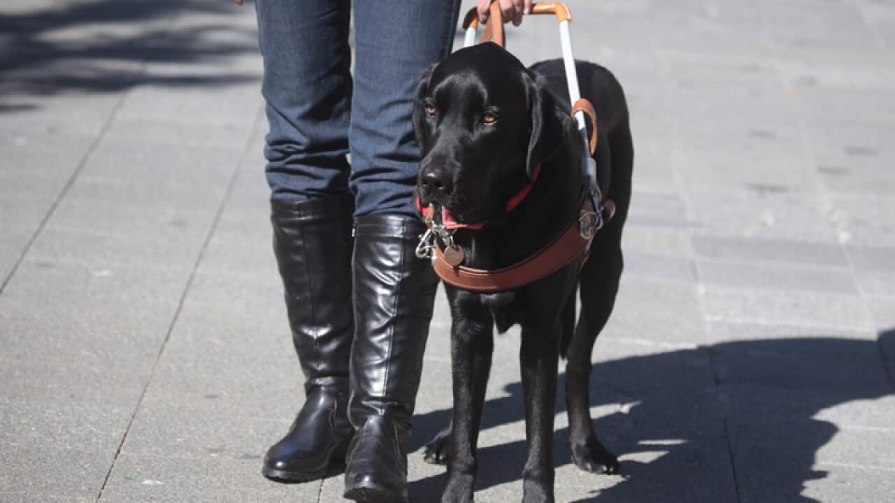 Guide dog