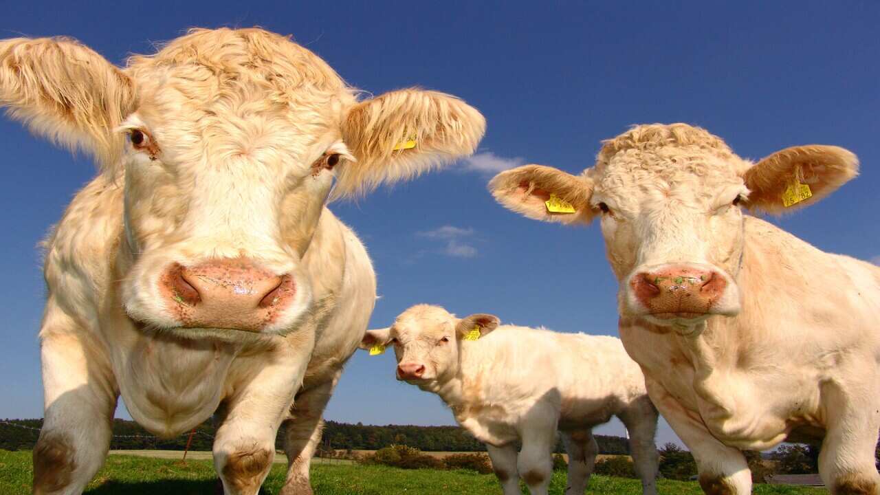 cattle