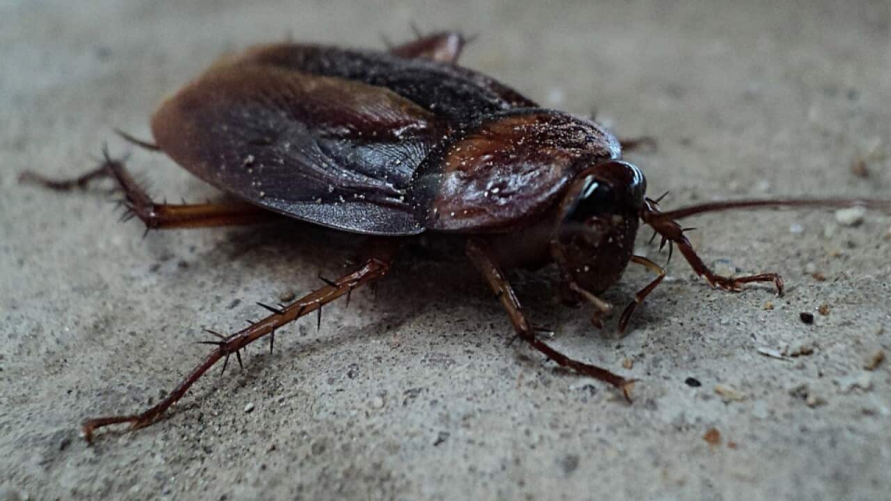 Cockroach