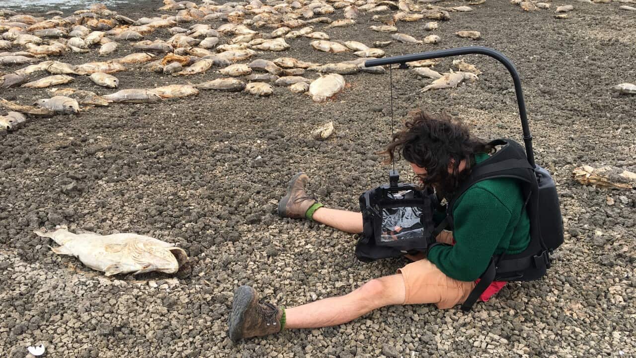 Filmmaker Rory McLeod shoots video of the dead fish in northern NSW.