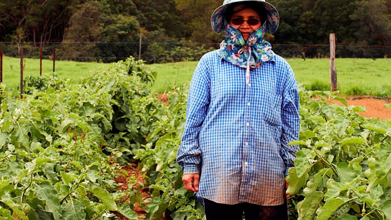 Som Young grows Asian vegetables at Bago Vineyards in Wauchope