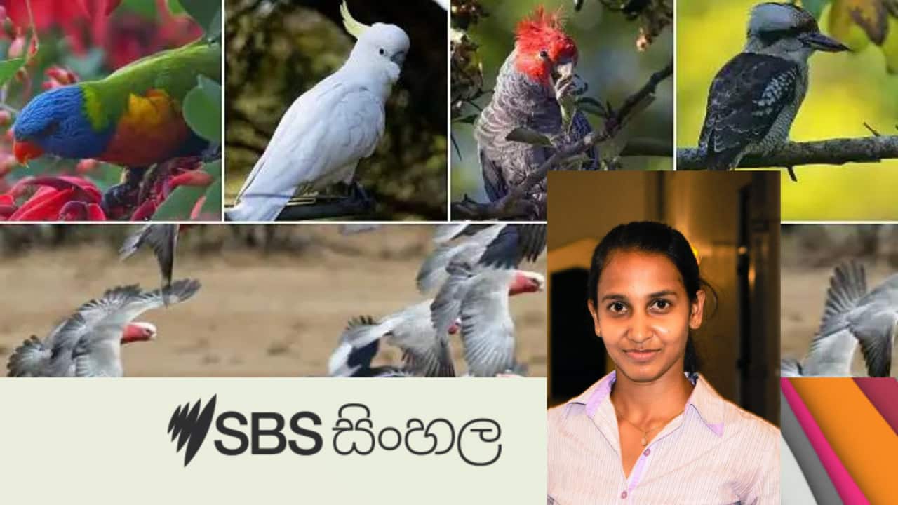 Summer birds