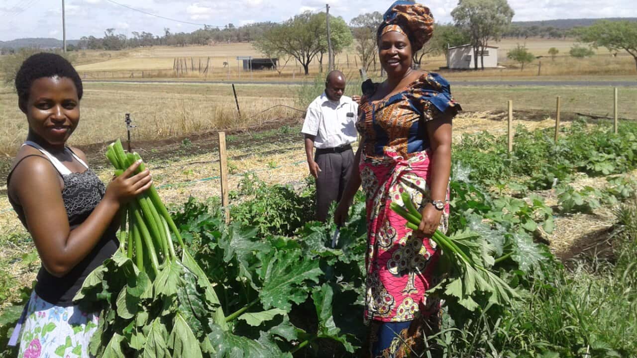 The Mulberry Project