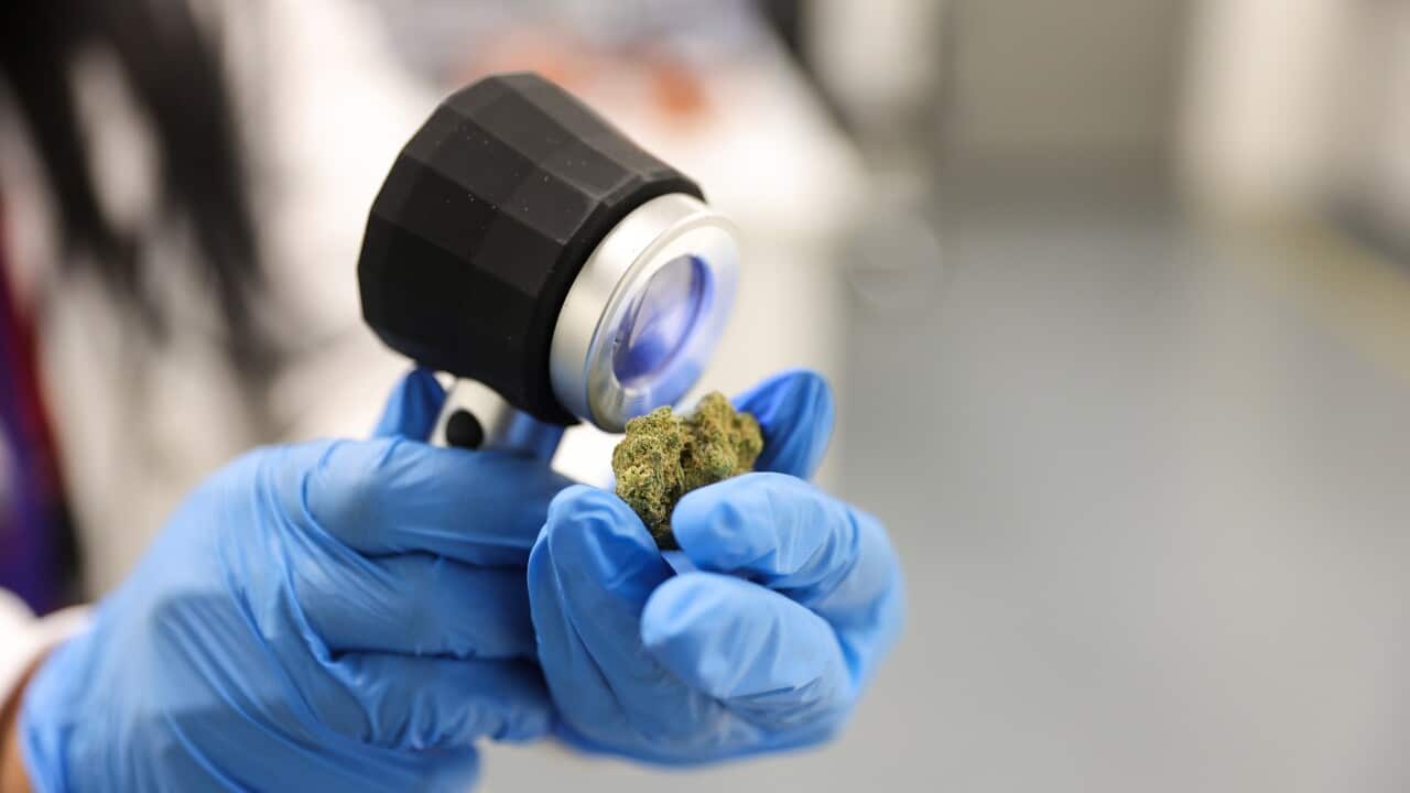 HEALTH MEDICAL CANNABIS COMPANY