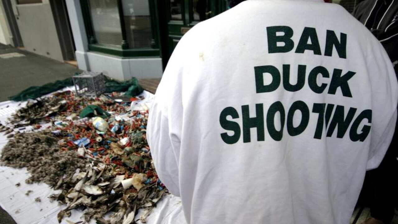 Dead ducks dumped outside an office
