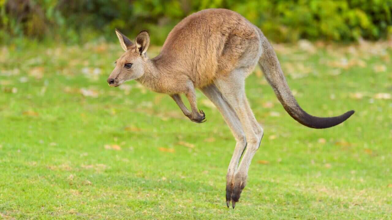 Young girl injured in NSW kangaroo attack