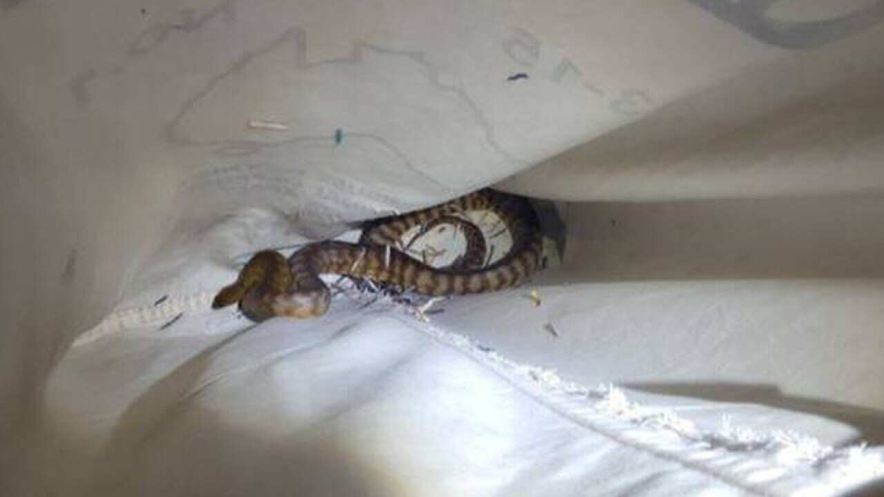 a snake found in a post bag