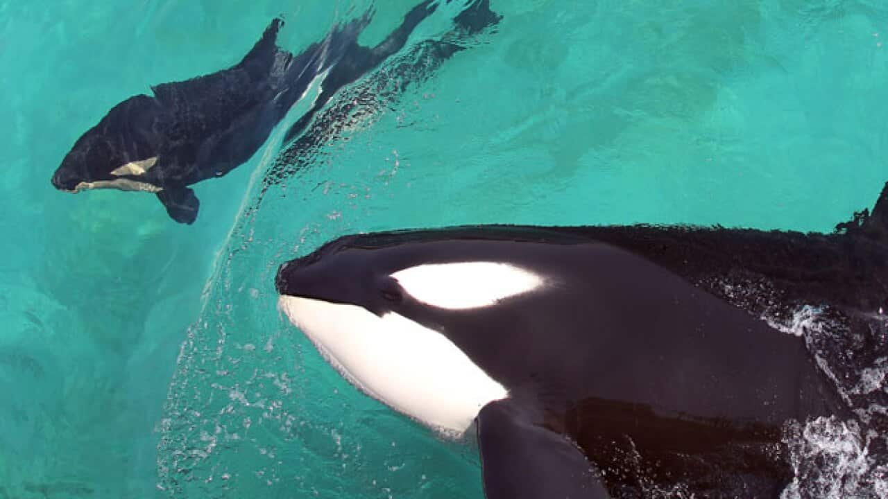 orca_seaworld_b_120207_getty_1202319333