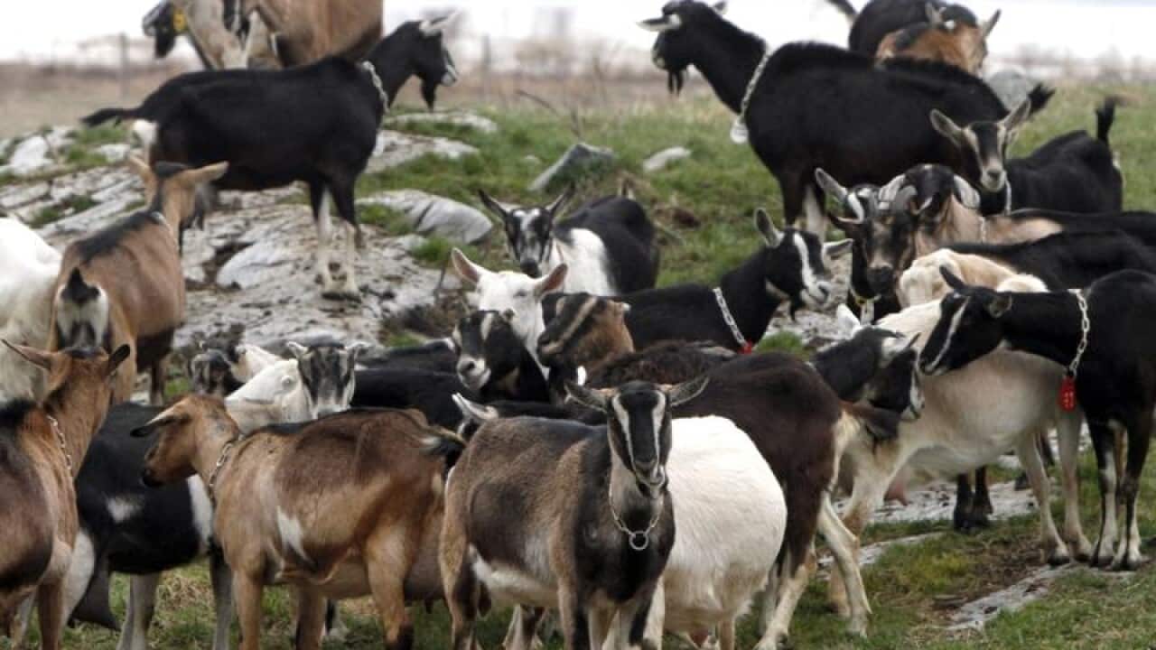 Goat milk formula maker Bubs has a new supply agreement with Tatura