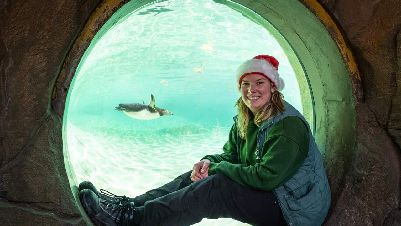 A woman in a festive red hat sits in front of a round underwater window. Behind her, a penguin can be seen swimming in the water.